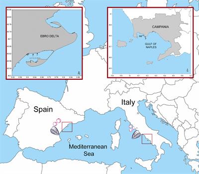 The endoparasite Perkinsus olseni affecting the Mediterranean mussels (Mytilus galloprovincialis) in the Italian and Spanish waters: A new possible threat for mussel aquaculture and wild animal population